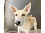 Adopt FELICIA a German Shepherd Dog, Mixed Breed