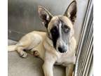 Adopt DOTTIE a German Shepherd Dog, Mixed Breed