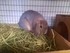 Adopt LOLLY a Holland Lop