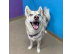 Adopt APRICOT a Siberian Husky