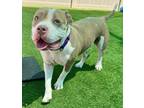 Adopt PATTIE a Staffordshire Bull Terrier, Mixed Breed