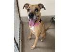 Adopt LOU LOU a Labrador Retriever, Mixed Breed