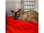 Adopt Sapphire a Siamese