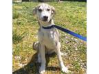 Adopt Kalacey a Mixed Breed