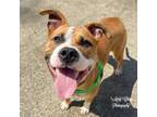 Adopt Chipette a American Staffordshire Terrier