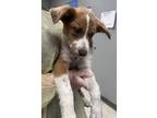 Adopt Hydra a Mountain Cur, Mixed Breed