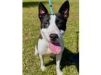 Adopt Kat a Bull Terrier, Mixed Breed