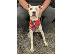 Adopt Gia a Staffordshire Bull Terrier, Boxer