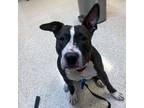 Adopt Puddin a Pit Bull Terrier