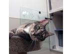 Adopt Chloe a Domestic Short Hair