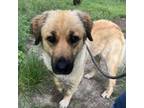 Adopt TRUMPET a Shepherd, Australian Shepherd