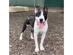 Adopt CONNIE a Bull Terrier