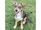 Adopt VENUS a Shepherd, Coonhound