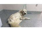 Adopt OLYMPIA a Great Pyrenees, Mixed Breed