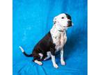 Adopt DIXIE a Pit Bull Terrier