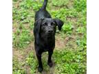 Adopt Gabby Marshall a Dachshund, Labrador Retriever