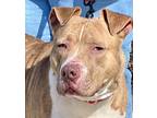 Adopt Cinder AKA Pinky a American Staffordshire Terrier