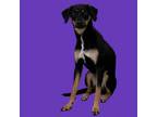 Adopt Princess a Hound, Labrador Retriever