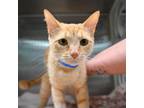 Adopt Uriel a Domestic Short Hair