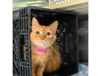 Adopt Harvest a Domestic Short Hair