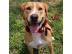 Adopt Sweet Potato a Yellow Labrador Retriever, Mixed Breed