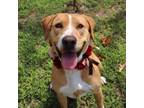 Adopt Sweet Potato a Yellow Labrador Retriever, Mixed Breed