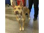 Adopt JELLY a Pit Bull Terrier, Mixed Breed
