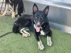 Adopt BRENDA a German Shepherd Dog, Mixed Breed