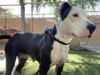 Adopt NEBULA a Pit Bull Terrier, Mixed Breed