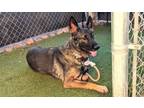 Adopt LUCILLE a German Shepherd Dog