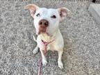 Adopt LIME a Pit Bull Terrier