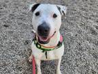 Adopt DENISE a Bull Terrier, Mixed Breed