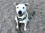 Adopt DENISE a Bull Terrier, Mixed Breed
