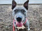Adopt MAHONEY a Pit Bull Terrier, Mixed Breed