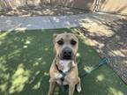 Adopt GRAPE FRUIT a Pit Bull Terrier, Mixed Breed