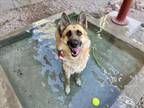 Adopt LAUREN a German Shepherd Dog