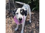 Adopt Penny a Pointer