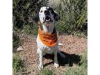 Adopt Penny a Pointer