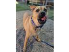 Adopt Daphne a Mastiff, Pug