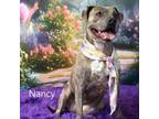 Adopt Nancy a Pit Bull Terrier