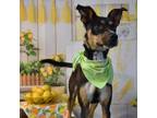 Adopt Coco a Mixed Breed