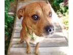 Adopt SONNET* a Pit Bull Terrier, Chow Chow