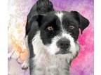 Adopt PLUMETTE* a Terrier, Mixed Breed