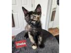 Adopt SHEBA a Domestic Short Hair