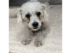 Adopt Kiki a Poodle