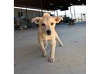 Adopt Penny a Yellow Labrador Retriever, Australian Shepherd