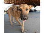 Adopt Letti a Shepherd