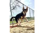 Adopt Tasha a German Shepherd Dog, Greater Swiss Mountain Dog