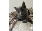 Adopt Lilly a Russian Blue, Domestic Short Hair