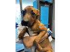 Adopt DAFFODIL a Boxer, German Shepherd Dog
